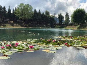 lago 1